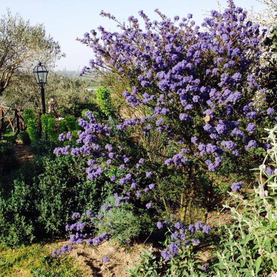 Olivella Βίλα Campagnano Di Roma Εξωτερικό φωτογραφία